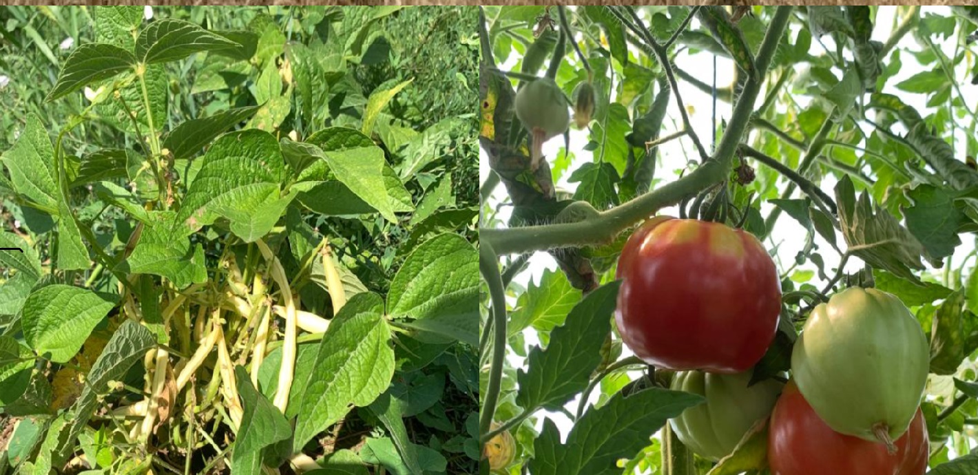 Increderea in bunatate